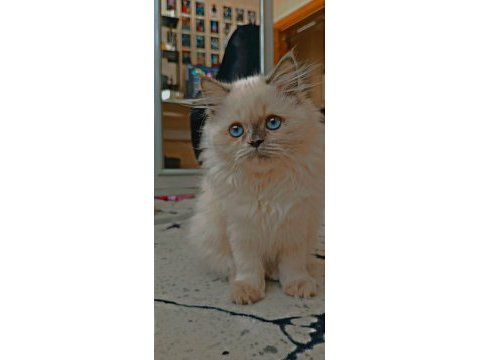 Erkek dişi chinchilla