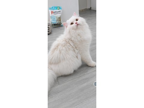 British longhair 1 yaşında