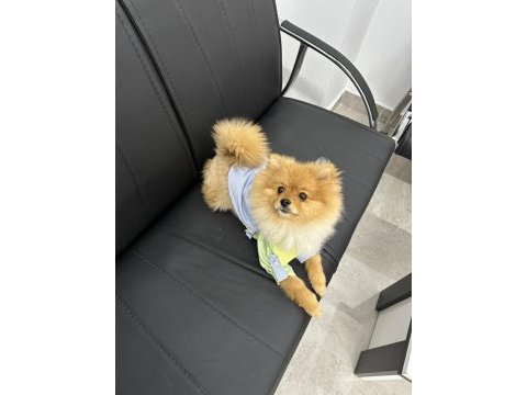 Orjinal uygun fiyatlı pomeranian
