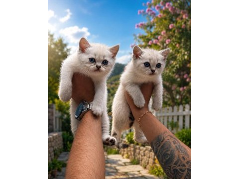 British shorthair yavruları