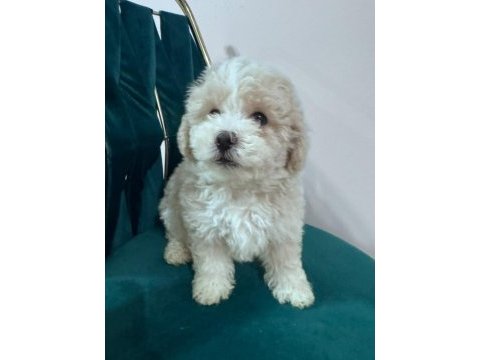 0 boy köpeklerimiz yeni ailelerine gitmeye hazır