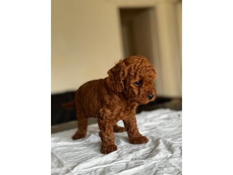 A kalite orjinal toy poodle
