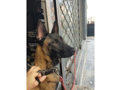 7 aylık temel itaat sertifikalı belçika kurdu