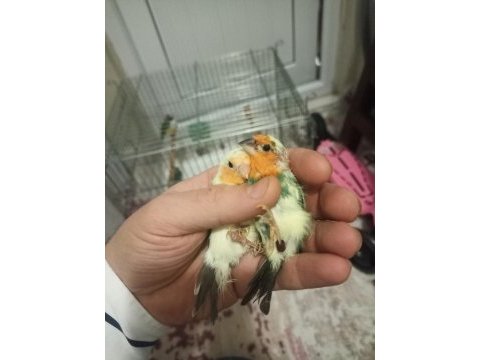 Ağır parçalı parrot takım kuşlar