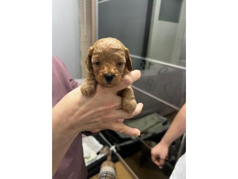 2 erkek 1 dişi poodle