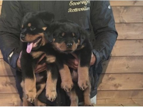 Rottweiler safkan
