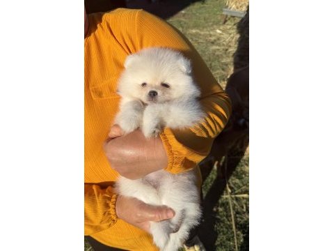 Kartopu gibi ayıcık pomeranian boo