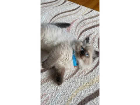 British longhair chocolate point erkek