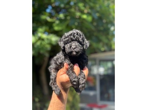 Eşsiz güzellikteki toy poodle bebekler