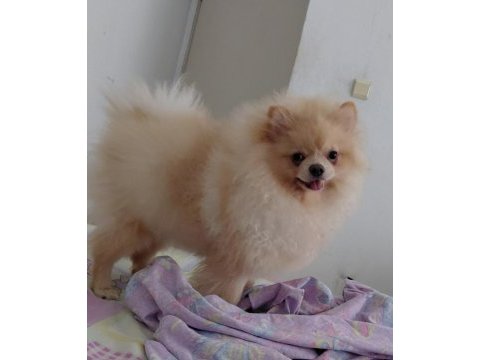 7.5 aylık dişi pomeranian uyguna