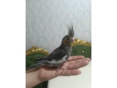 Sultan papağanı