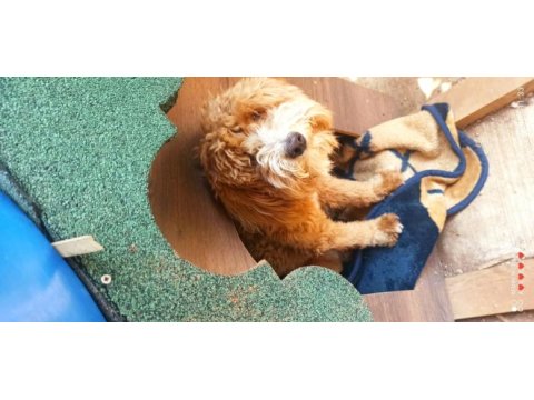 Ücretli sahiplendirme toy poodle