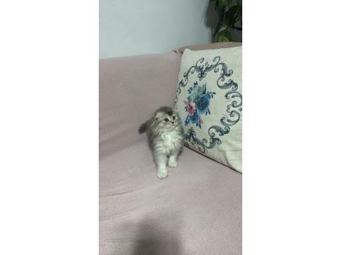 Acil uyguna vereceğim scottish fold