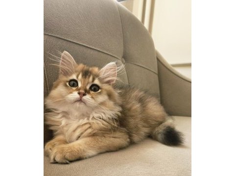 Golden british longhair bebeğimiz