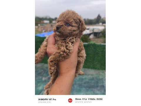 Küçük toy poodle