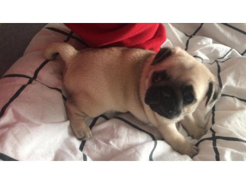Bakımlı pug yavrular