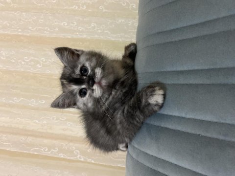 2 aylık british shorthair