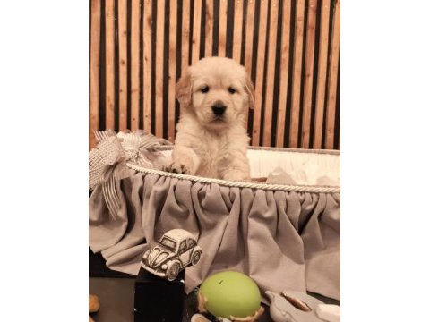 Golden retriever köpeğimiz