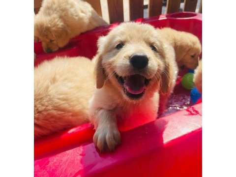 Dost canlısı golden retriever yavrular