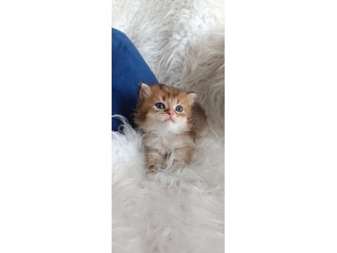 Bursa golden british shorthair yavrular acil sahiplendirme