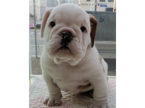 İngiliz bulldog yavruları