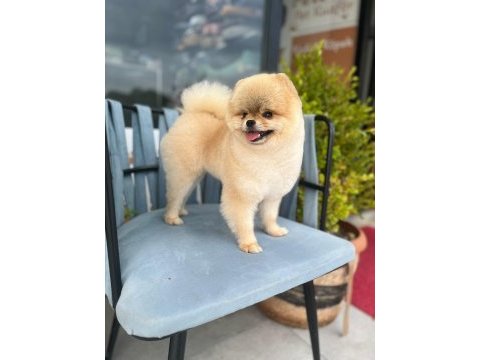 Show kalite orjinal teddy bear pomeranian boo