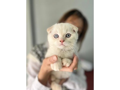 Saf kan lynx point scottish fold