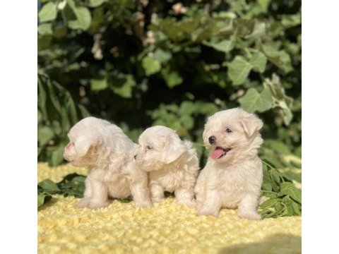 Kar beyaz maltese terrier yavrular