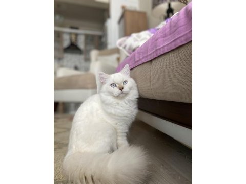 6 aylık dişi british longhair kedisi