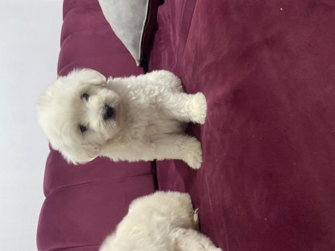 6 kardeşten son maltipoo yavrumuz