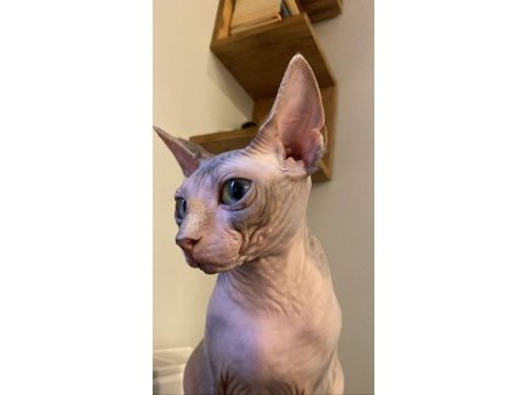 Tüysüz kedi sphynx dişi oyuncu güzel bir kız