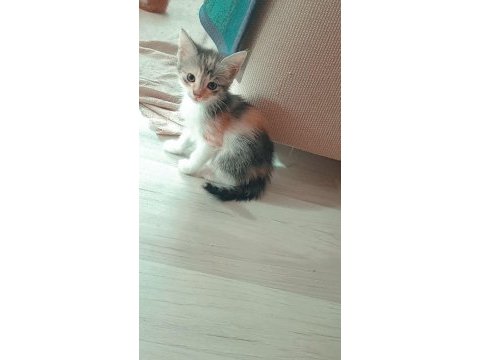 Dünya tatlısı minik kediler