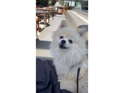 Köpeğimize yeni yuva arıyoruz