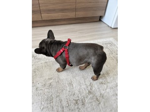 Eğitimli bluetan egzotik kompakt french bulldog erkek