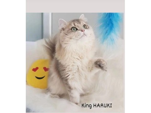 Cinnamon taşıyıcı british longhair