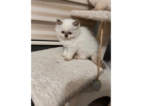 British longhair yavrularımız sahiplerini bekliyor
