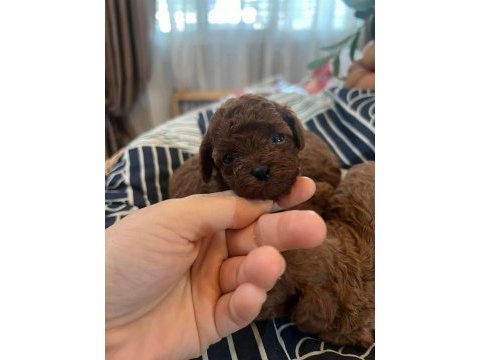 Toy poodle (kilo garantili sağlıklı yavrularım)