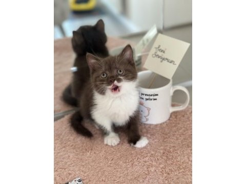 Cinnamon bi colour british shorthair