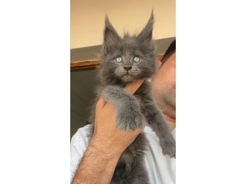 Polydactly 6x6x6x6 erkek yavru kedimiz