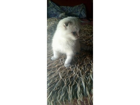 Safkan ırk garantili scottish fold yavrular