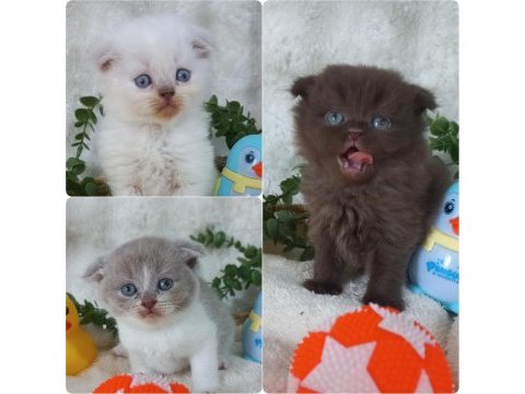 A kalite scottish fold bebekler kaliteli genlerden