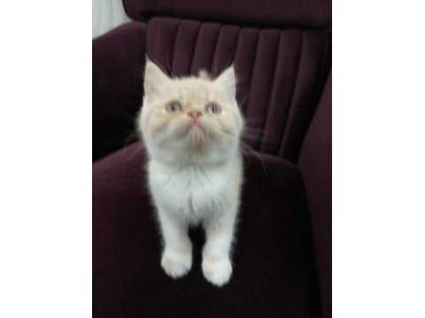 Çok tatlı british shorthair bebeklerim