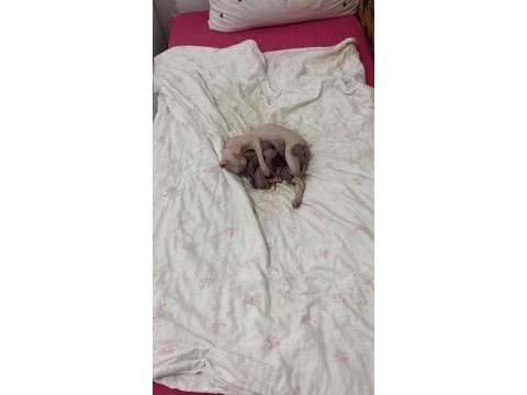 1 aylık özel sfenks yavrular