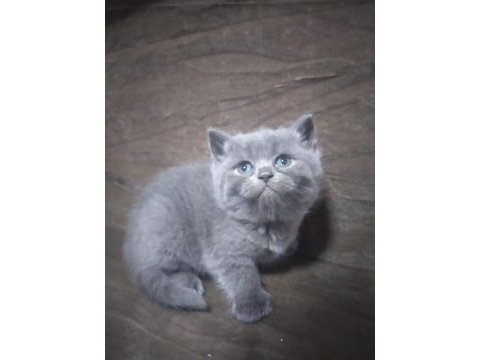 Scottish fold ve british yavrularımız teslime hazır