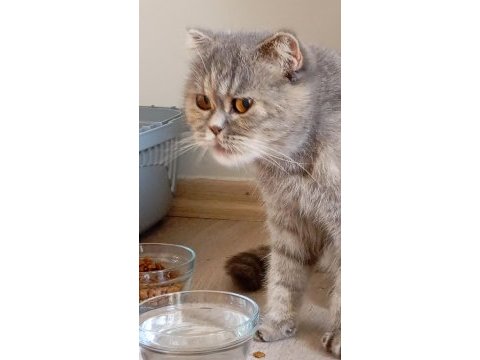 7 aylık scottish fold bebek için yuva aranıyor