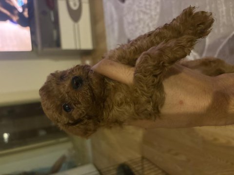 Sağlıklı ve neşeli cins yavru köpekler