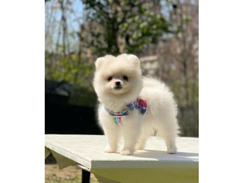Pomeranian boo yavrular