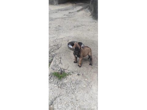 Malinois orjinal