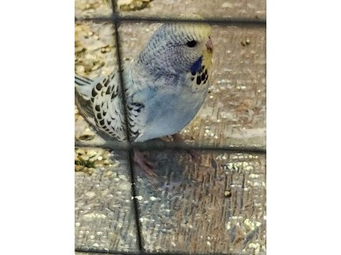 Yeni yeme düşen jumbo muhabbet kuşu bebekler
