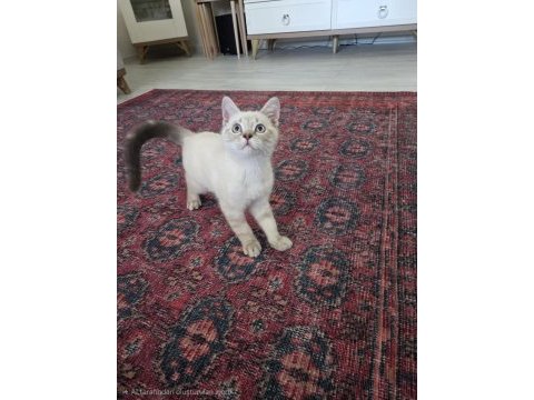 3 aylık oyun seven tatlı british shorthair